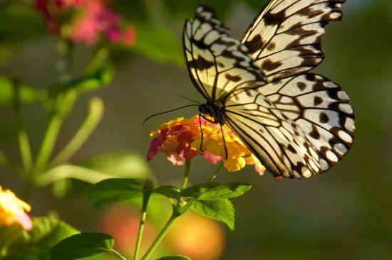 Palawan Butterfly Ecological Garden and Tribal Village